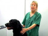 Les vermifuges : pourquoi ils sont importants pour le chien