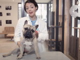 Mon chien perd beaucoup de poils : est-ce normal ?