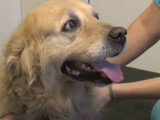 Que signifie une toux persistante chez son chien ?