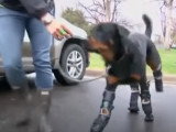 Des prothèses pour un chien amputé des quatre pattes