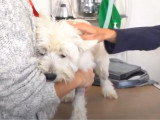 Les traitements possibles pour sauver un chien du cancer