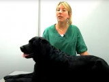 Les tiques, grands ennemis des chiens et des Hommes