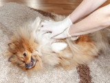 Un homme fait un massage cardiaque à un chien