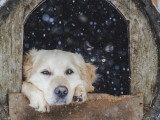 Un chien couché dans sa niche observe la neige qui tombe
