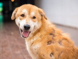 Un chien avec des trous dans le pelage