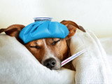 Un Jack Russell fiévreux, avec un thermomètre et une bouillotte