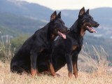 Deux Beaucerons en haut d'une colline