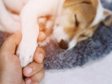 Un homme tient la main d'un chiot Jack Russell malade