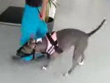 Démarche d'un chien atteint d'ataxie cérébelleuse 1/2