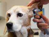 L'otite chez le chien : symptômes, complications, traitement...