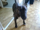 Un Bull Terrier atteint de spinning