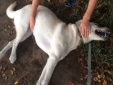 Des crises d'épilepsie chez plusieurs chiens