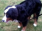 Un chien qui souffre d'une méningite