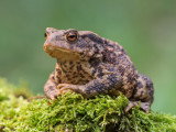 Chien et crapaud : toxicité, symptômes, et que faire ?
