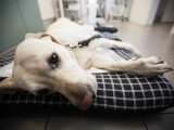 Un chien malade sur un matelas