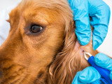 Chien à qui on extirpe une tique