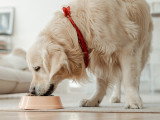 Un Golden Retriever mange dans sa gamelle dans le salon