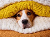Un chien Beagle est caché sous une pile de couvertures