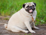Un chien Carlin en surpoids dans un jardin