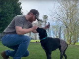 Ce chien Labahoula essaie de remarcher après son opération chirurgicale