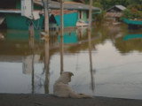Une association aide des chiens et chats victimes d'une inondation en Thaïlande