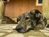 Un chien malade couché sur le devant d'une porte