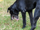 Un chien noir vomit dans l'herbe du jardin