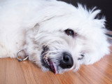 Un chien inconscient est couché sur le sol