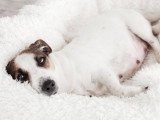 Une petite chienne gestante allongé sur un lit