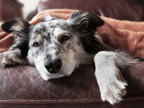 Un chien âgé qui semble mal en point et est couché sous une couverture sur un canapé