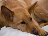 Un chien malade est allongé sur un lit