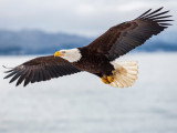 Un aigle plane sur un paysage enneigé d'Alaska