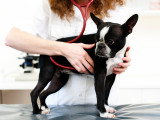 Une femme ausculte un Bouledogue Français