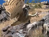Un hibou attaque un chien de 36 kg