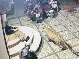 Un léopard attaque un chien en Inde