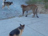 Un puma fait face à deux chiens
