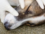 Un chien avec une tique accrochée sous son oeil