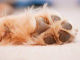 Vue proche des coussinets d'un chien