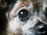 Un petit chien avec des yeux larmoyants