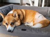 Un chien souffrant d'arthrose couché sur un canapé