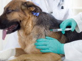 Un vétérinaire en train de vacciner un chien
