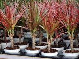 La dracaena est-elle toxique pour les chiens ?