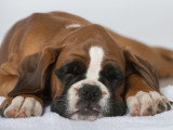 Un Boxer malade couché sur un lit