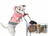 Frais de santé : le budget santé d'un chien