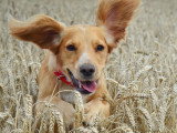 Un chien court dans un champ de blé
