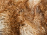 Vue proche du pelage d'un chien
