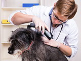 Comment éliminer les parasites d'un chien