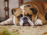 L'insuffisance rénale chez le chien