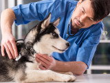 Un vétérinaire s'occupe d'un chiot Husky