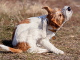 Un Jack Russell se gratte l'oreille dans un parc